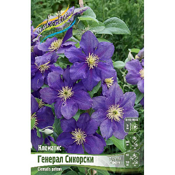 Клематис Генерал Сикорски I 2 шт