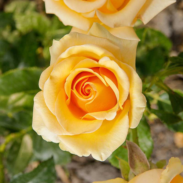 Роза чайно-гибридная Кумбия Садовита