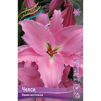 Лилия Челси 12/14 25 шт Биг-пак 10356 