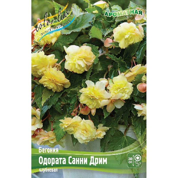Бегония Одората Санни Дрим 5/6 3 шт