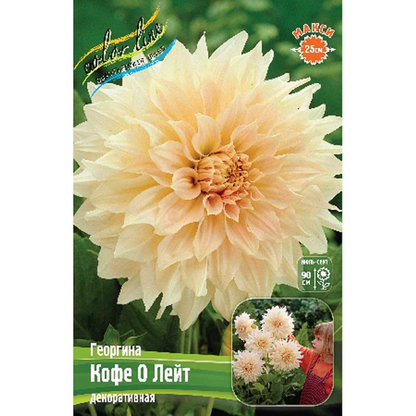 Георгина Кофе О Лейт I 15 шт Шоу-бокс 8895
