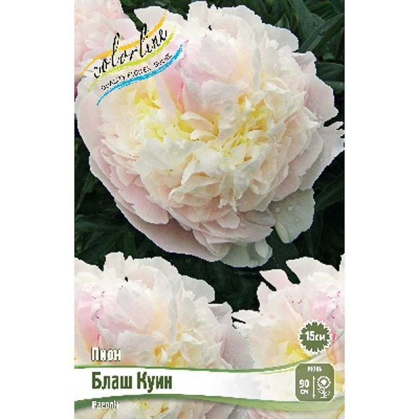 Пион Блаш Куин 2/3 n 1 шт