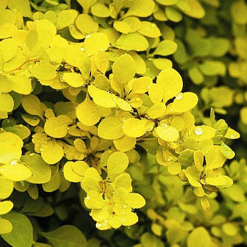 Барбарис Тунберга Аурея P9