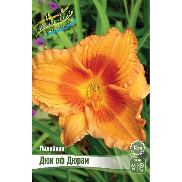 Лилейник Дюк Оф Дюрам I 25 шт Биг-пак 9360 