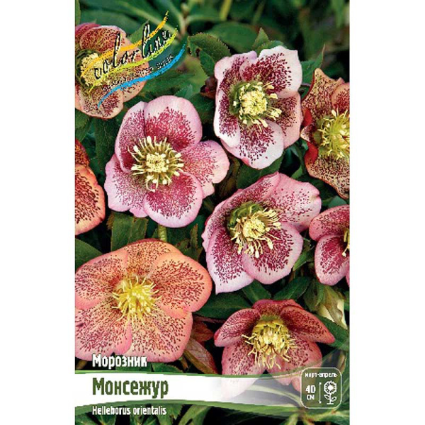 Морозник Монсежур I 1 шт