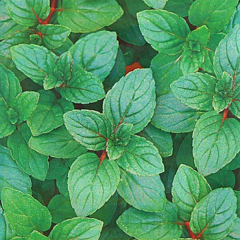 Мята Ментол овощная Аэлита Ц x10