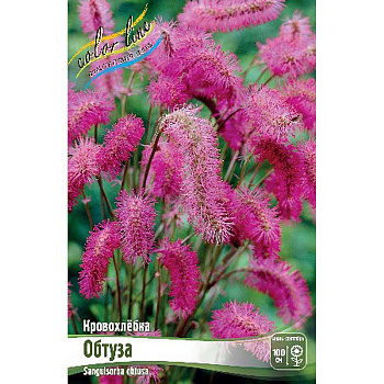 Кровохлёбка Обтуза I 1 шт