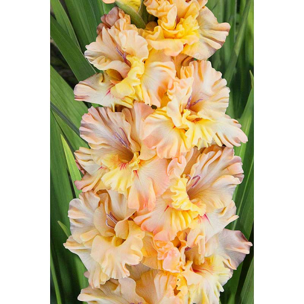 Гладиолус Майя Плисецкая 8/10 5 шт, Садовита 