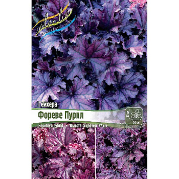 Гейхера Фореве Пурпл I 25 шт Биг-пак 934