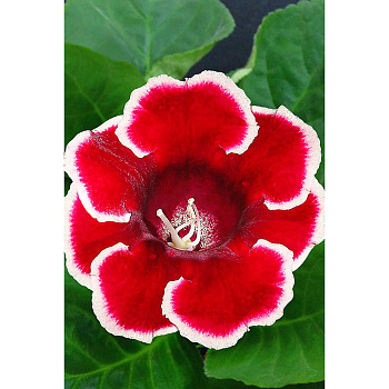 Глоксиния Кайзер Фридрих 5/6 2 шт Садовита 