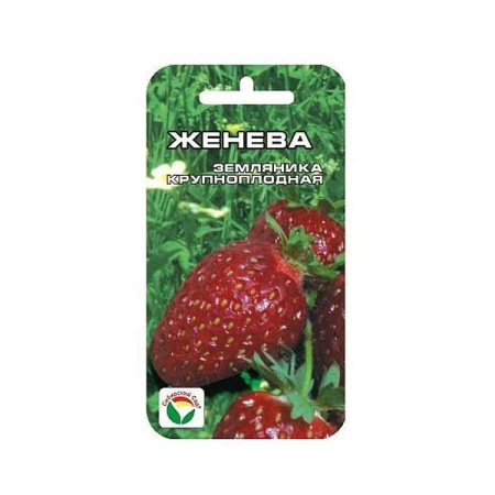 Клубника Женева СибСад Ц