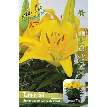 Лилия Тайни Би 10/12 7 шт 