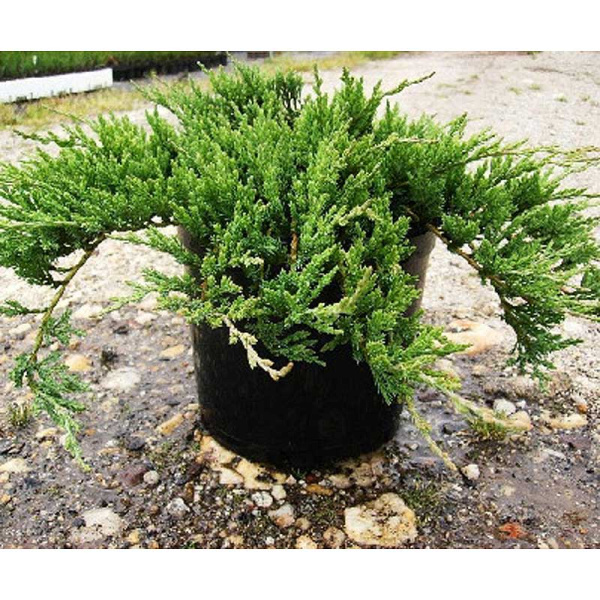 Можжевельник Горизонтальный Жаде Ривер P9 15-20