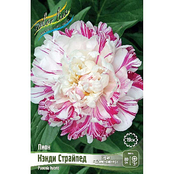 Пион Кэнди Страйпед 2/3 n 1 шт