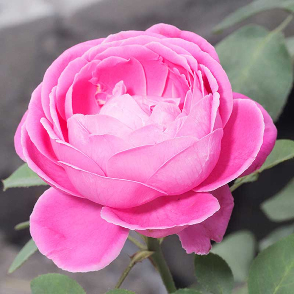 Роза плетистая Луис Одиер Садовита