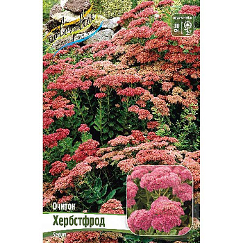 Очиток Хербстфрод I 25 шт Биг-Пак 13487