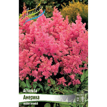 Астильба Америка 2/3 n 25 шт Биг-пак 1791