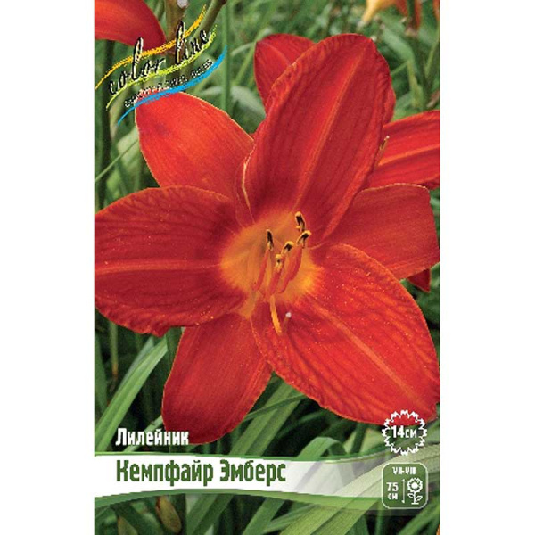 Лилейник Кемпфайр Эмберс I 25 шт Биг-пак 9808 