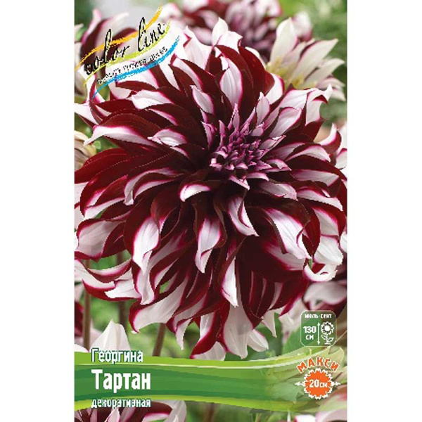 Георгина Тартан I 1 шт 