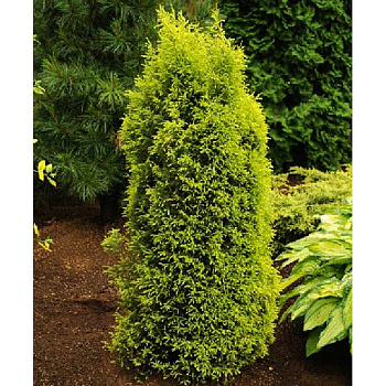 Можжевельник Обыкновенный Голд Коун С3 25-30cm