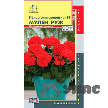 КОМ Пеларгония Мулен Руж зональная  Плазма Ц 