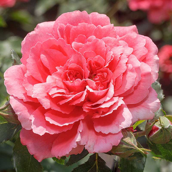 Роза плетистая Розариум Ютерсен Садовита