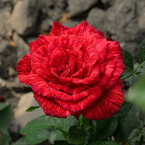 Роза чайно-гибридная Рэд Интуишн Садовита