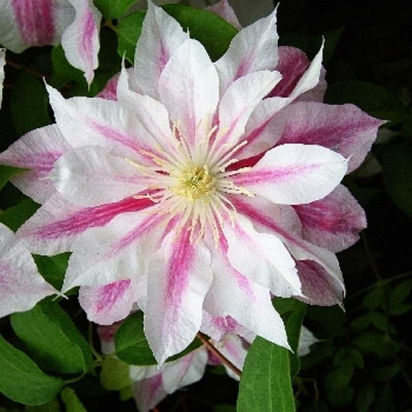 Клематис Андромеда P9 шт