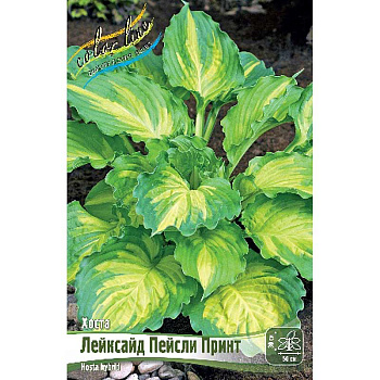 Хоста Лейксайд Пейсли Принт 1 n 25 шт Биг-Пак 5984