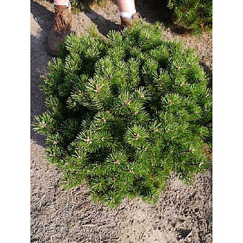 Сосна Горная Гном C1.5