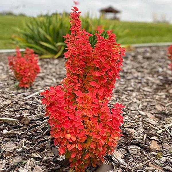 Барбарис Тунберга Вулкано Р9 шт Садовита