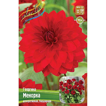 Георгина Менорка I 15 шт Шоу-бокс 13947