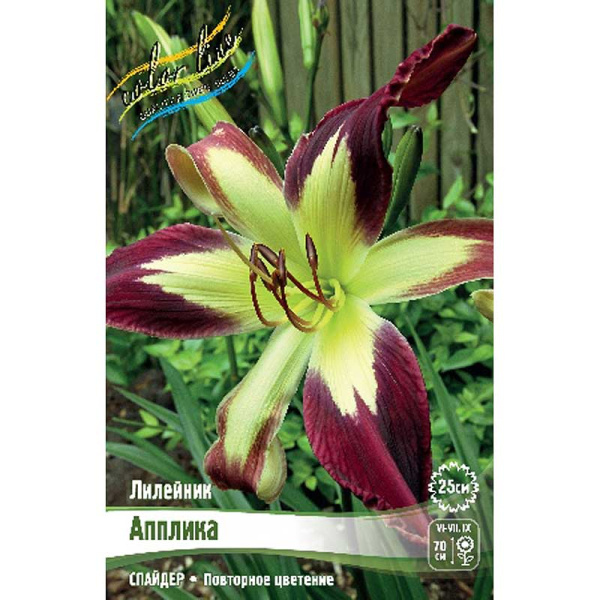 Лилейник Апплика I 25 шт Биг-пак 5278