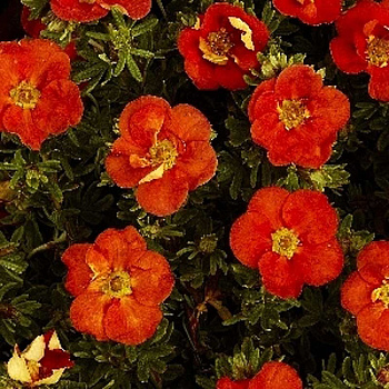 Лапчатка Кустарниковая Ред Айс P9