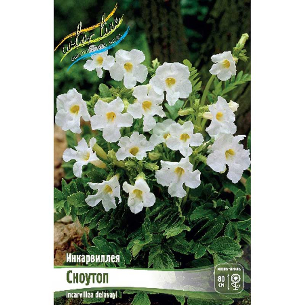 8422 Биг-Пак Инкарвиллея Сноутоп I 50 шт