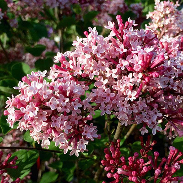 Сирень Рэд Пикси P9 ,шт Садовита