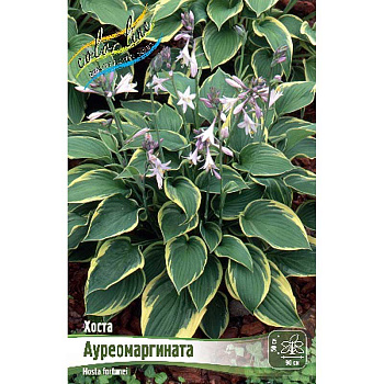 Хоста Ауреомаргината 1 n 25 шт Биг-пак 6013
