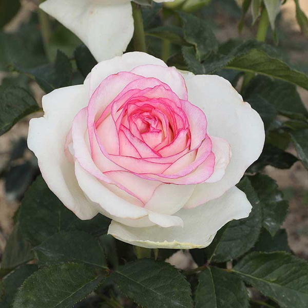 Роза чайно-гибридная Дольче Вита Садовита