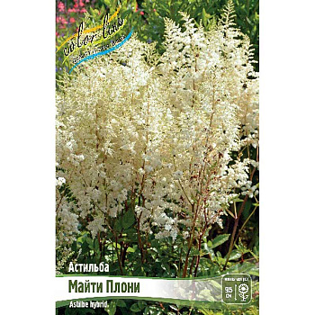 Астильба Майти Плони 2/3 n 25 шт Биг-пак 4032