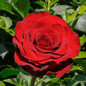 Роза чайно-гибридная Роял Баккара Садовита