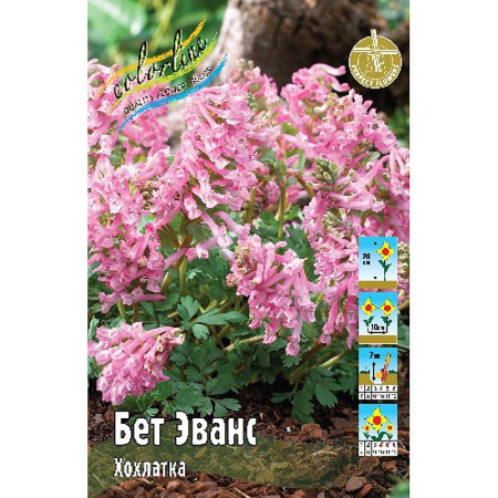 Хохлатка (Corydalis) Бет Эванс 5/+ 8 шт