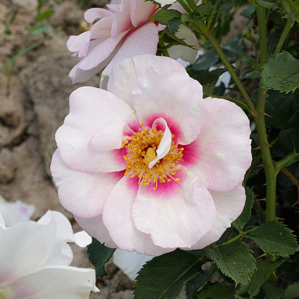 Роза Шраб Буллс Айс Садовита