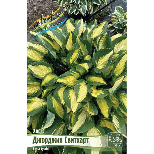 Хоста Джорджия Свитхарт 1 n 1 шт