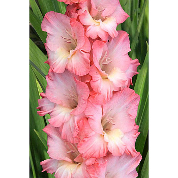 Гладиолус Бель Туаве 8/10 15 шт, Садовита 