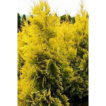 14354 Туя Западная Thuja Occidentalis Salland P9 Садовита