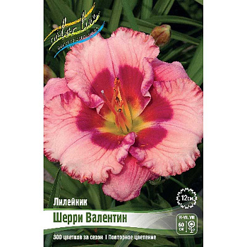 Лилейник Шерри Валентин I 1 шт 