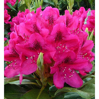 Рододендрон Гибридный Нова Зембла C5 шт