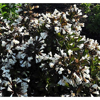 Вейгела Эбони Энд Айвори P9