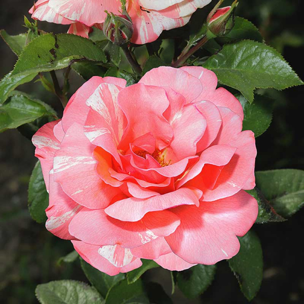 Роза флорибунда Гримальди Садовита