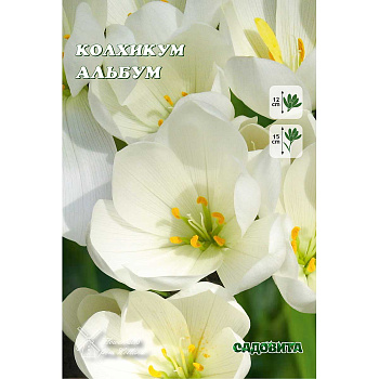 Колхикум Альбум 13/+ 1 шт Садовита